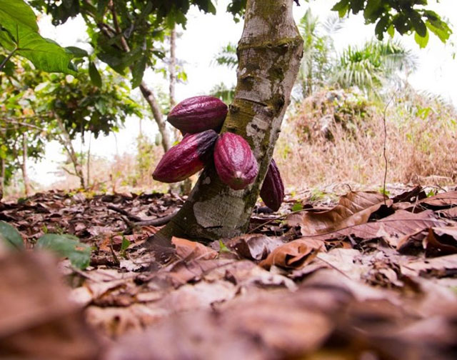 Bad weather has wreaked havoc on global food crops