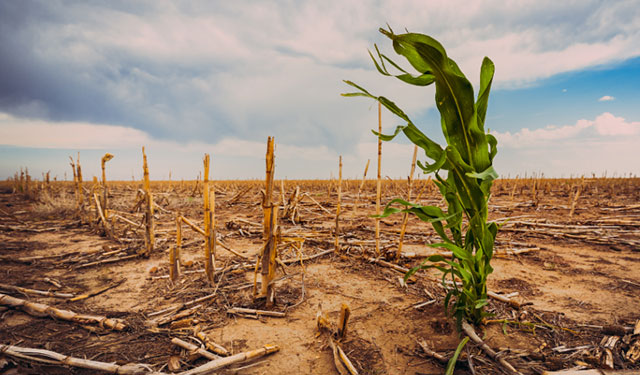 Bad weather has wreaked havoc on global food crops