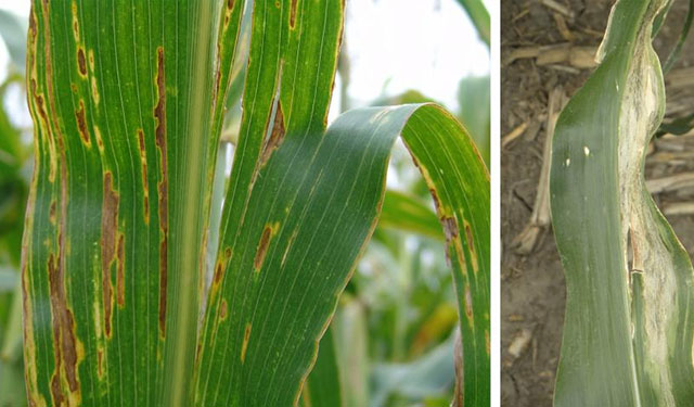 Weather shift favors corn diseases