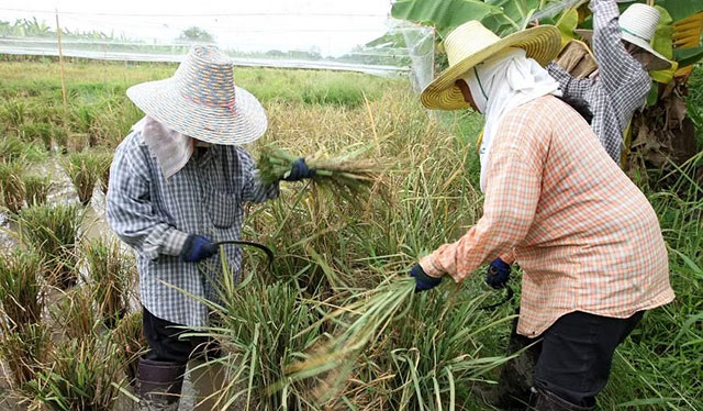 Drought menacing Thailand threatens the global supply of sugar and rice