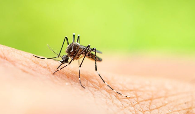 How to reduce mosquito-borne infections and deaths?