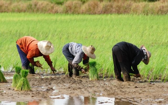 The benefits of weather forecasting for agriculture are obvious