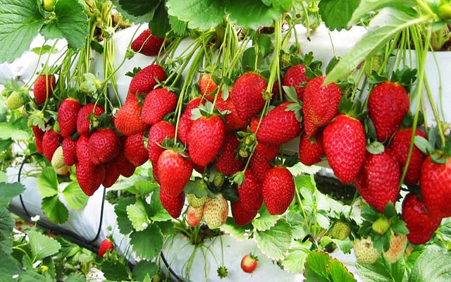  There are many fruits in Da Lat