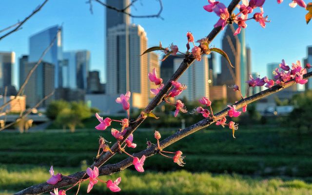  Spring in Houston