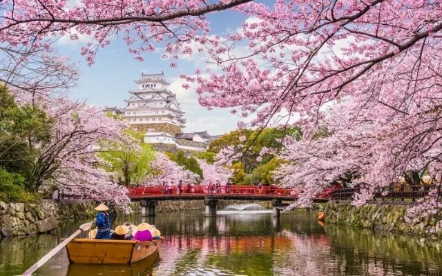  Cherry Blossom Festival in Japan