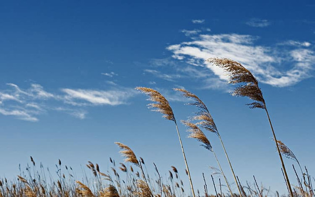 Winds blow from areas of high pressure to areas of low pressure