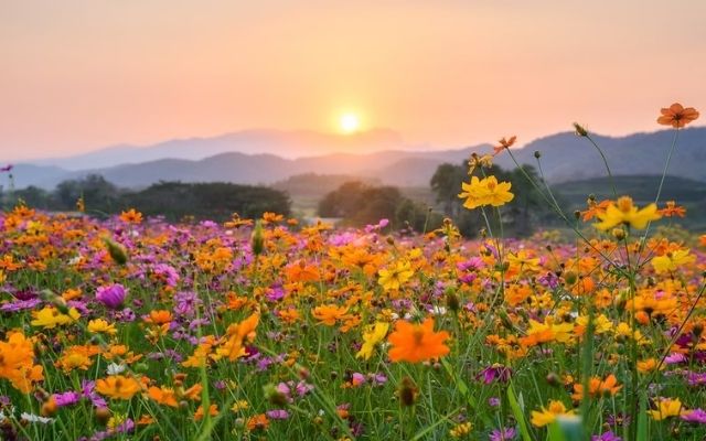  Spring season in India