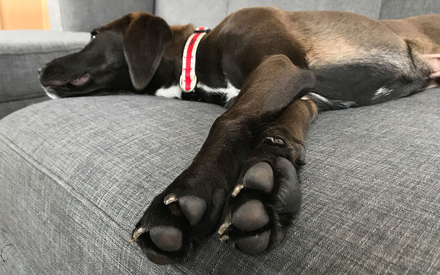  Check the paws of your pets frequently