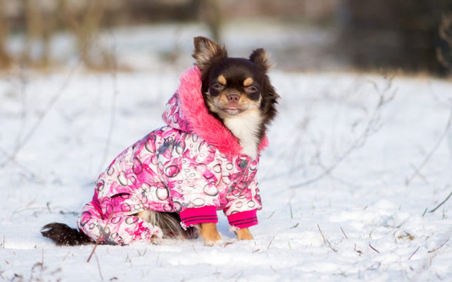  Give your pet a coat or a sweater