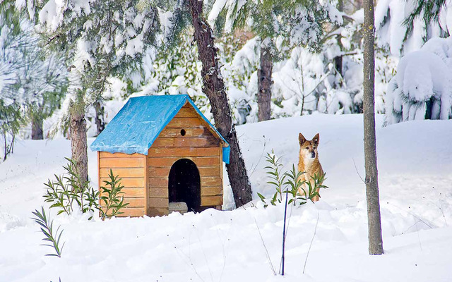  Give your pets a good shelter if you are unable to keep them outdoor