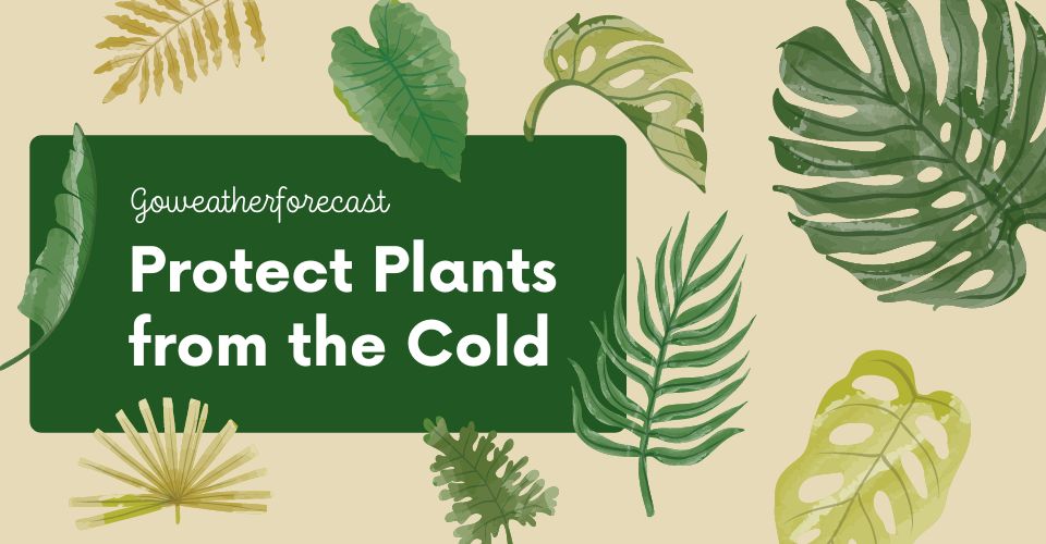 How to protect your plants from freezing temperatures?