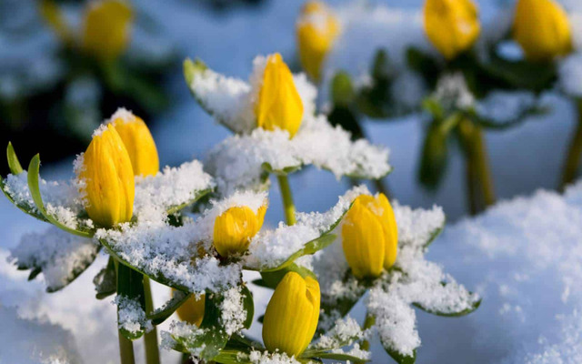  Cold weather may damage plants