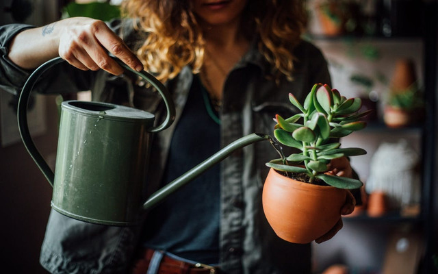  You still need to water your plants during the winter