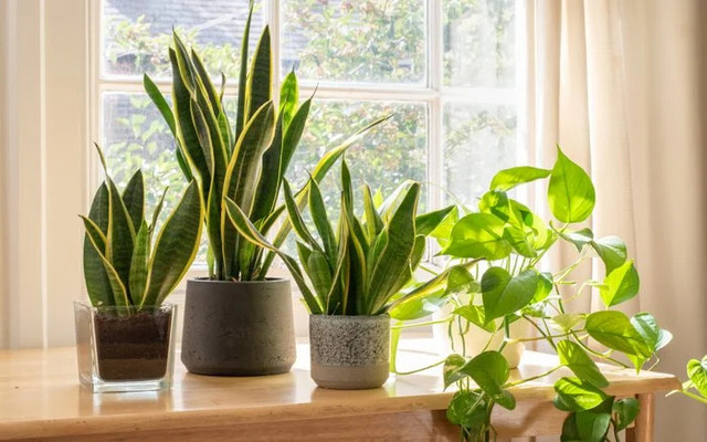  Bring potted plants inside when possible