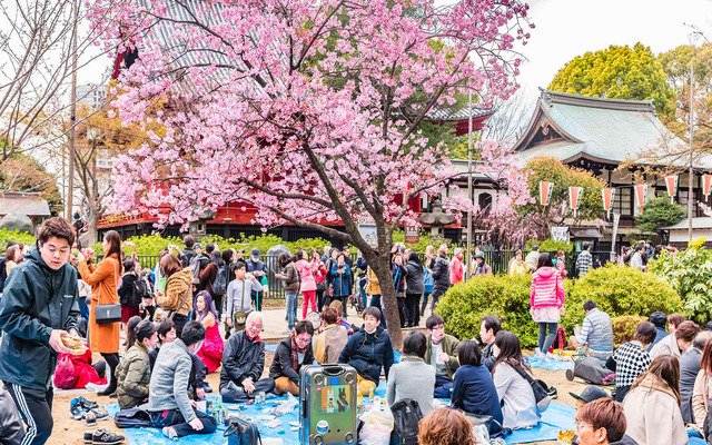  Hanami in Japan