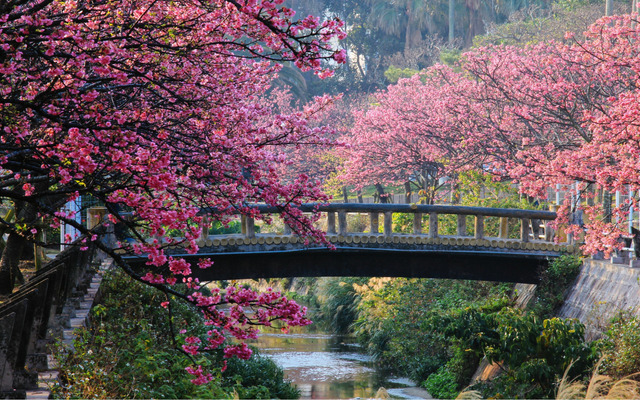  Cherry blossoms in Japan