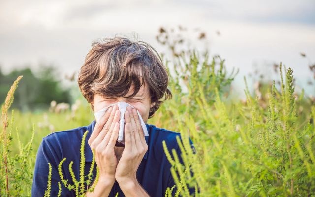  Summer allergies