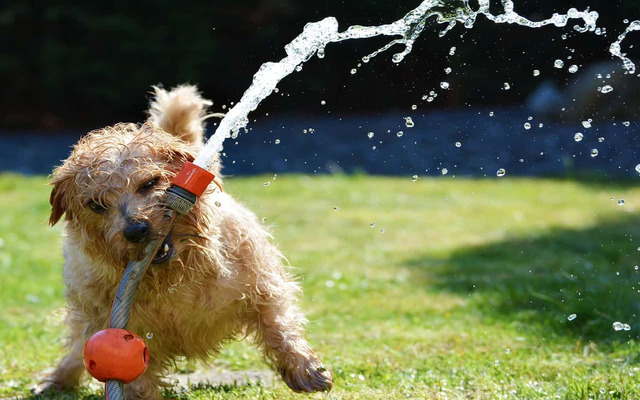  Keep your dog cool down