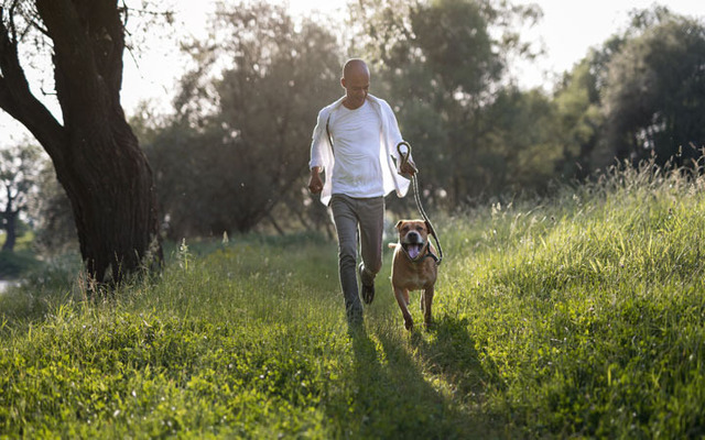 Plan your walks also should be in your tips of pet care in hot weather