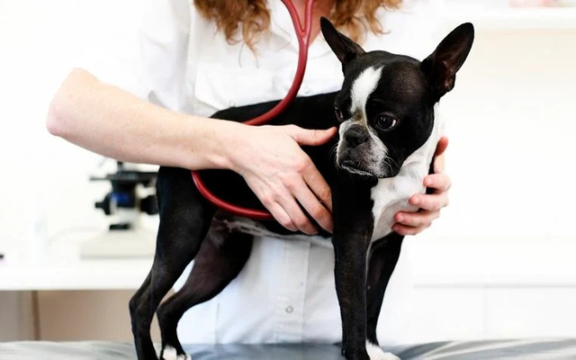 Measure your pet’s pulse to see if it is overheated or not