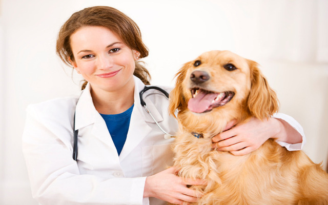 Make an appointment with your veterinarian as soon as possible