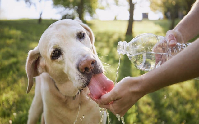  Reduce their body temperature by thoroughly wetting them with cool water