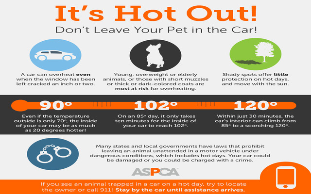  Do not leave your dogs in a hot car