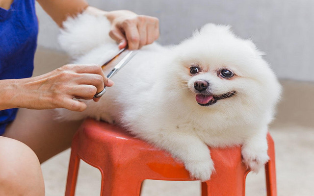  Regularly groom your dogs’ hair