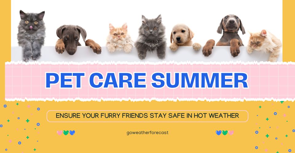  A guide for pet safety in hot weather