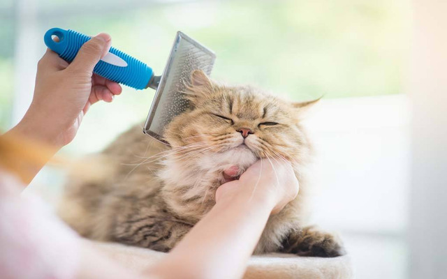  Brushing your pet more often