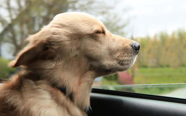  Please never leave your pet alone in the vehicle