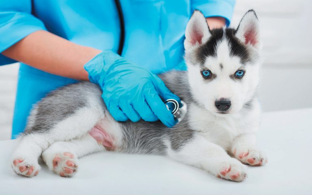 You should take your pet to a vet for a full check-up before the hot days