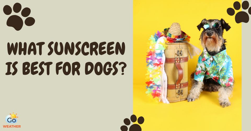  What sunscreen is good for dogs?