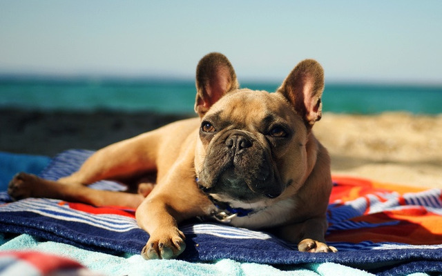 Some dog breeds are more susceptible to sun exposure than others