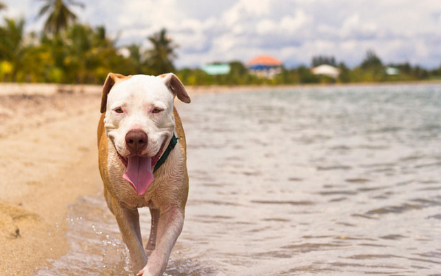 Using the inappropriate type of sunscreen may cause problems for your dog