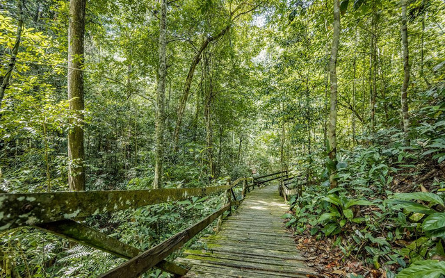  Borneo tropical rainforest, Asia