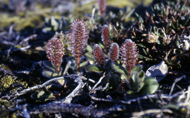  Some plants grow in the Arctic