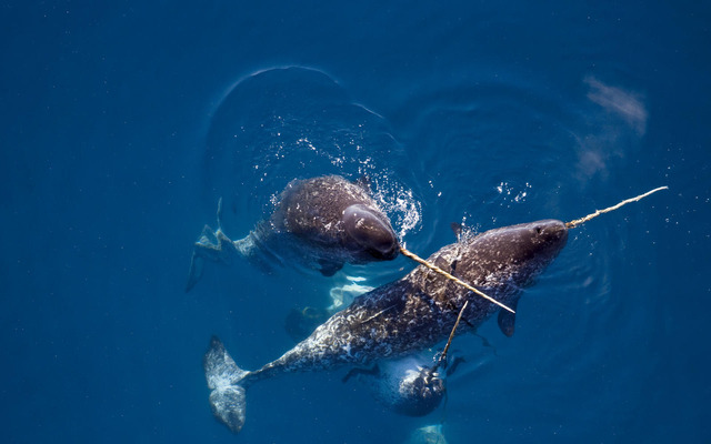  Narwhals and their long “tusks”