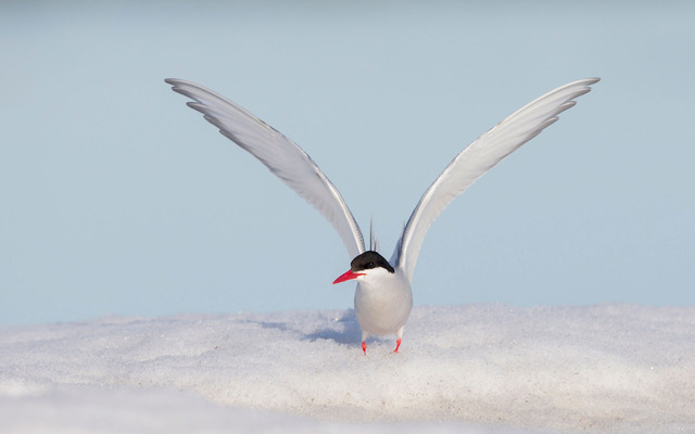  Arctic terns have very short legs