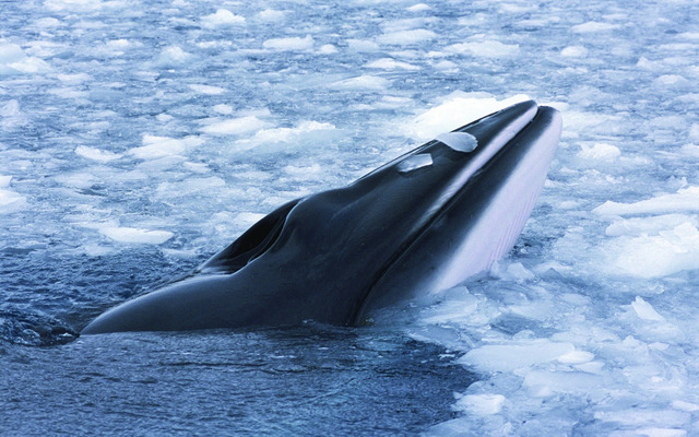  Minke whale