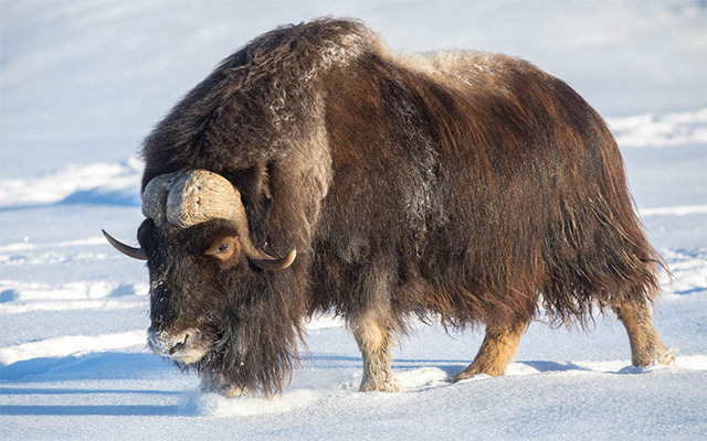  Muskox