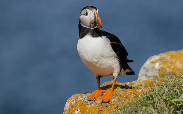  The adorable look of puffin