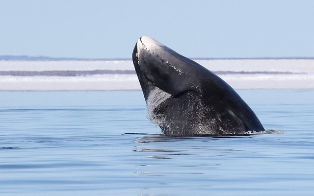  Bowhead whales can live as long as more than 200 years