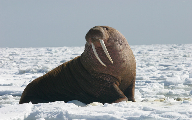  Walrus and its iconic ivory tusks