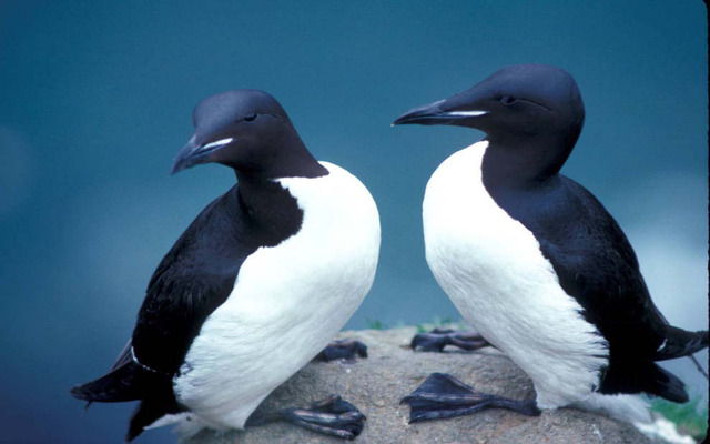  Thick-billed murre