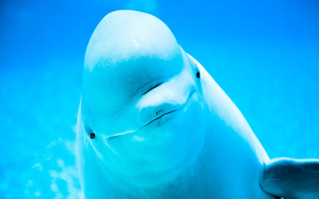  Beluga whales