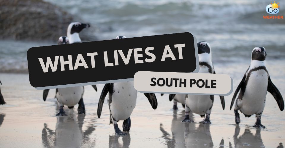  Does anything live in the South Pole?