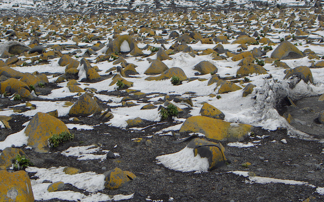  Lichens in Antarctica