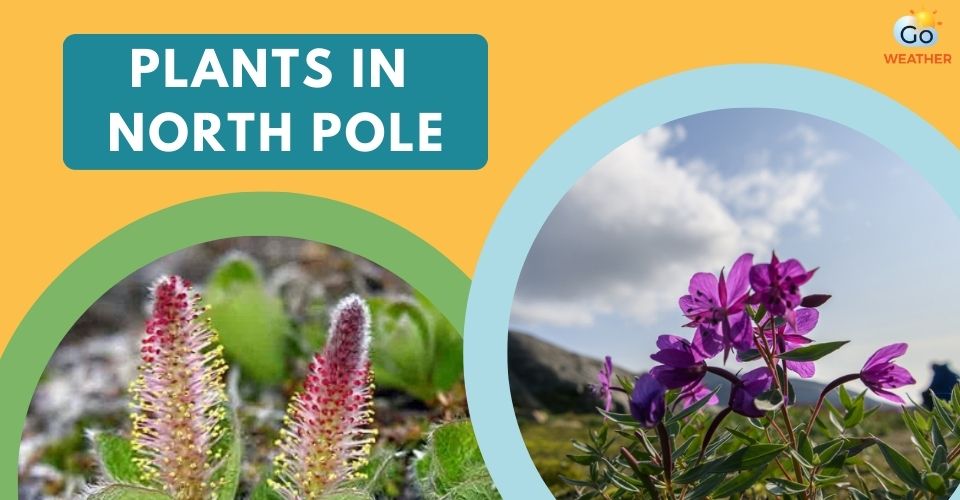 What plants live in the North Pole?