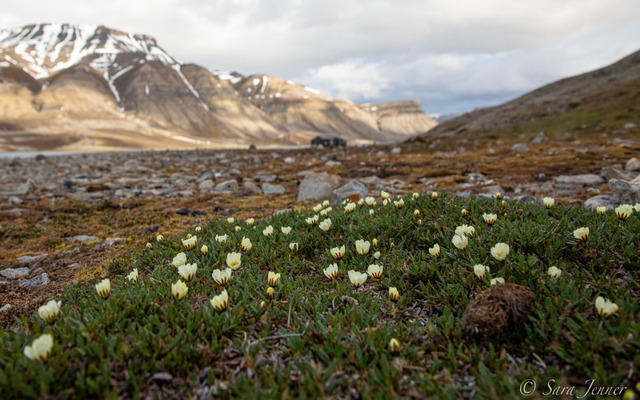  What plants grow in the arctic biome?